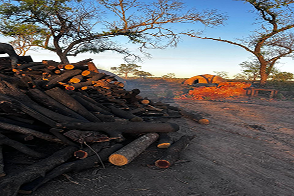 Selección y preparación de madera de quebracho blanco